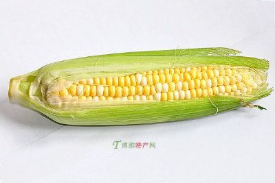 甜糯玉米图文介绍