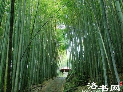 洛宁淡竹，河南洛阳特产洛宁淡竹图文介绍