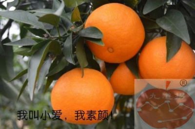 九道拐柑橘图文介绍