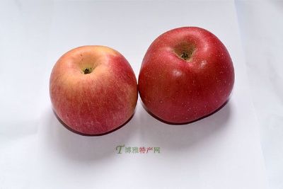 六团红富士苹果图文介绍