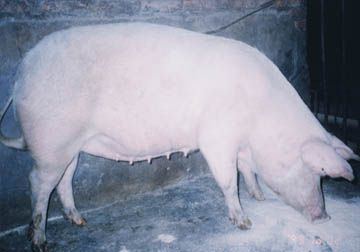 新疆瘦肉型白猪图文介绍