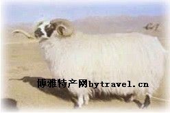 西藏山羊图文介绍