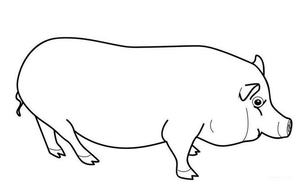 大白猪简笔画