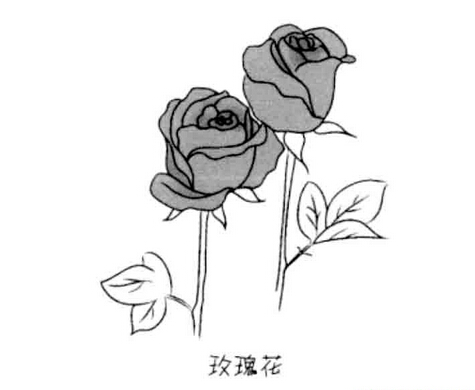 两朵玫瑰花朵简笔画