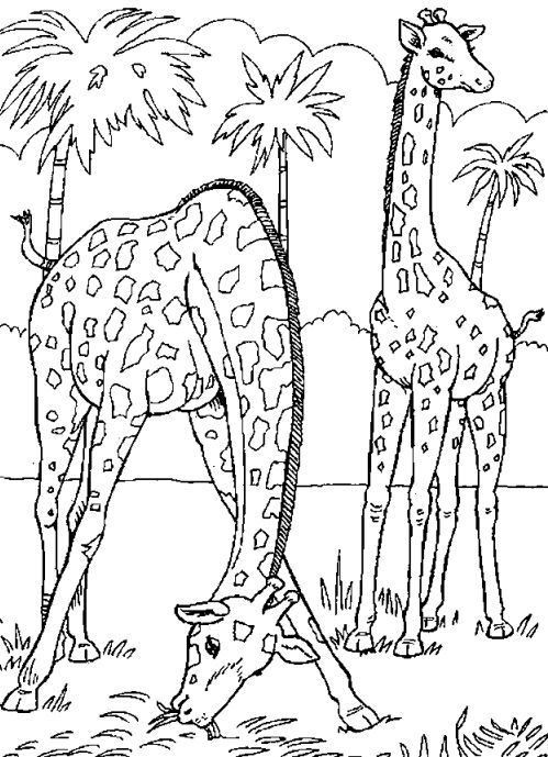 两只长颈鹿简笔画