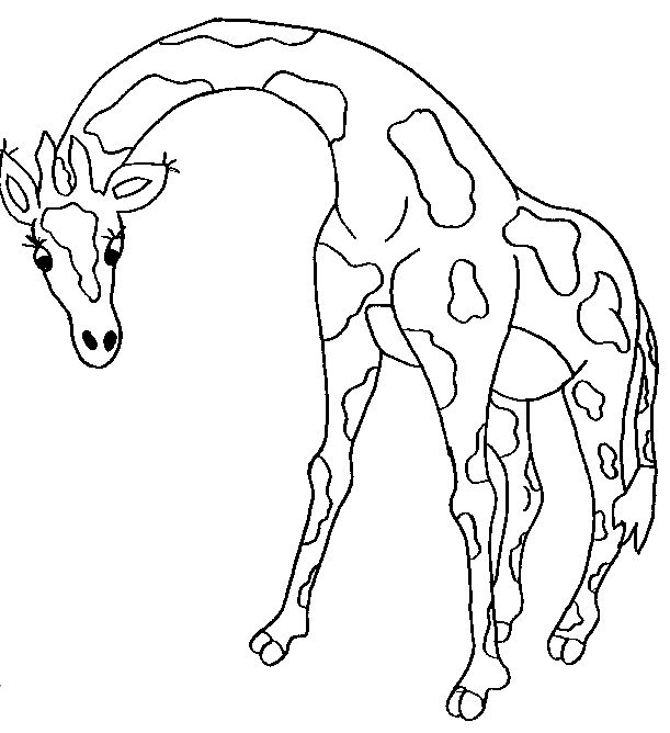 大斑点长颈鹿简笔画