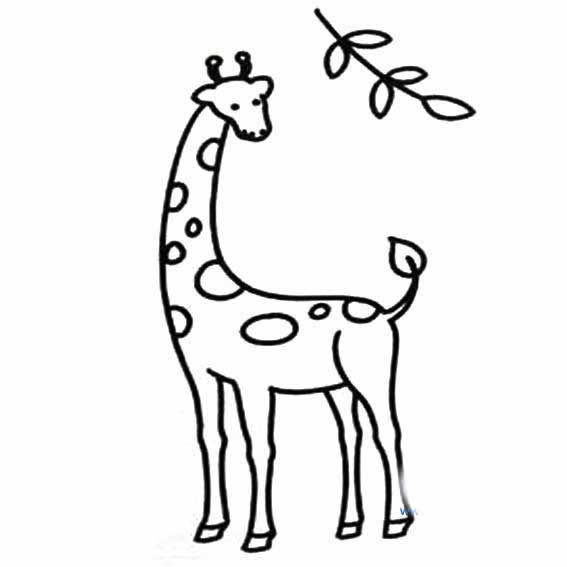 扭头吃树叶的长颈鹿简笔画