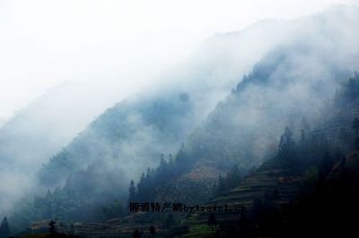 璜尖高山茶图文介绍