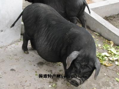 定远黑猪，安徽滁州特产定远黑猪图文介绍