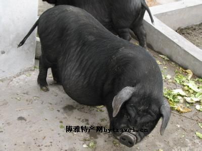 定远黑猪图文介绍