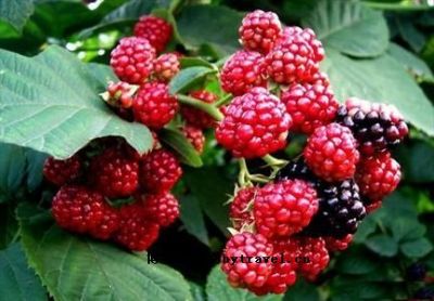 凤阳树莓，安徽滁州特产凤阳树莓图文介绍