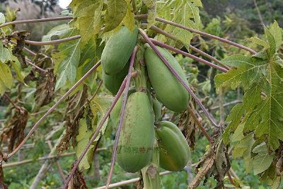 宣州木瓜，安徽宣城市特产宣州木瓜图文介绍