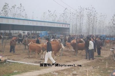 地城黄牛，安徽阜阳特产地城黄牛图文介绍