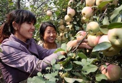 和村苹果，安徽淮北特产和村苹果图文介绍