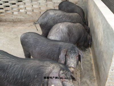 绩溪黑猪，安徽宣城市特产绩溪黑猪图文介绍