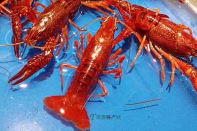 赤镇龙虾，安徽滁州特产赤镇龙虾图文介绍