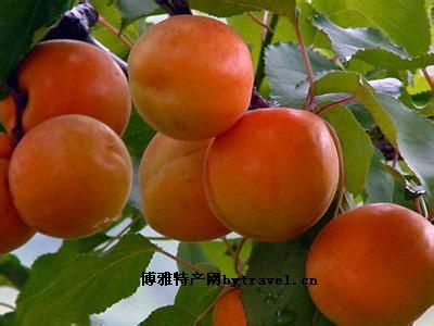 北寨红杏，北京平谷区特产北寨红杏图文介绍