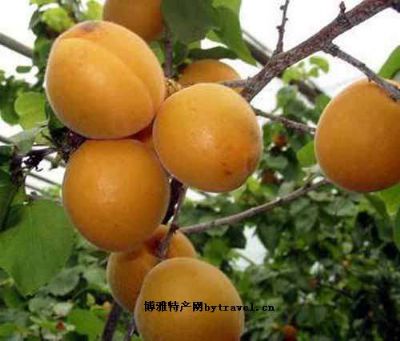 水晶杏，北京海淀区特产水晶杏图文介绍
