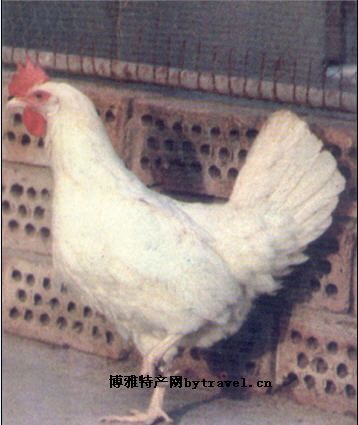 北京白鸡，北京平谷区特产北京白鸡图文介绍