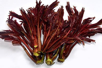 香椿拌豆腐,北京平谷区特产香椿拌豆腐图文介绍