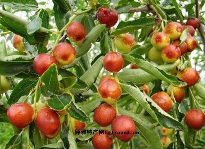 太子峪大枣,北京丰台区特产太子峪大枣图文介绍