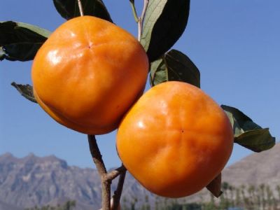 张坊磨盘柿,北京房山区特产张坊磨盘柿图文介绍