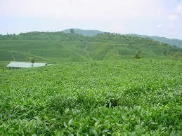 爬街高山云雾茶，云南普洱市特产爬街高山云雾茶图文介绍