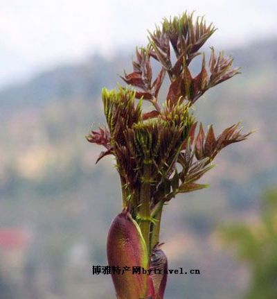 云县树头菜图文介绍