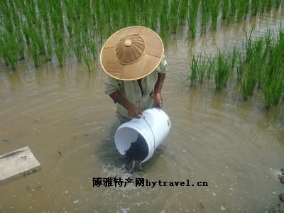 陇川稻田鱼，云南德宏州特产陇川稻田鱼图文介绍