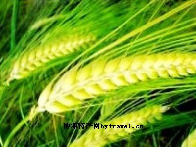 香格里拉青稞图文介绍