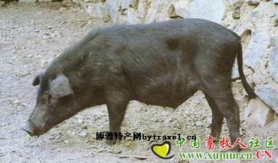 迪庆藏猪图文介绍