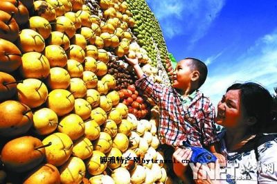 庞各庄金把黄鸭梨,北京大兴区特产庞各庄金把黄鸭梨图文介绍