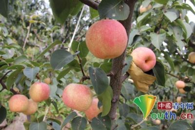 茅山后佛见喜梨,北京平谷区特产茅山后佛见喜梨图文介绍
