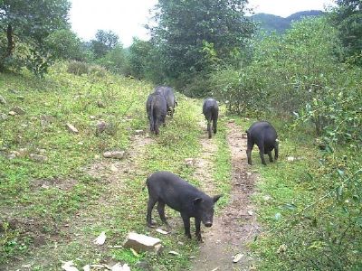 诺邓黑猪图文介绍