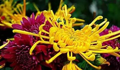 草桥菊花,北京丰台区特产草桥菊花图文介绍