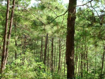 思茅松，云南普洱市特产思茅松图文介绍