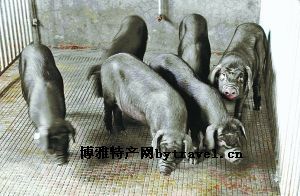 合川黑猪，重庆合川特产合川黑猪图文介绍