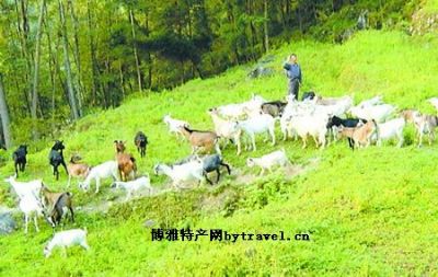 合川白山羊，重庆合川特产合川白山羊图文介绍