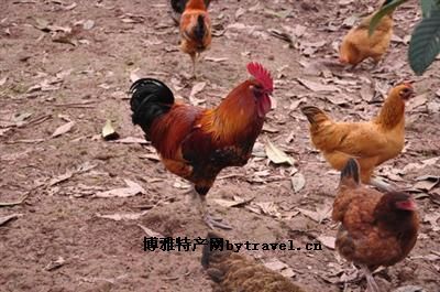 南川鸡，重庆南川特产南川鸡图文介绍