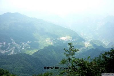 南川大树茶图文介绍