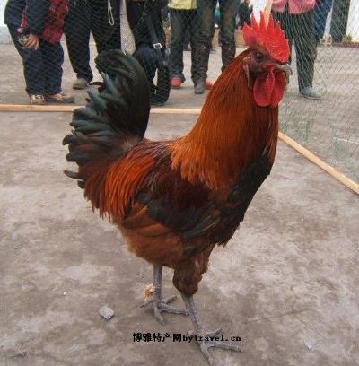 增福土鸡，重庆涪陵特产增福土鸡图文介绍