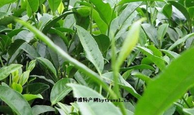 秀茶，重庆秀山县特产秀茶图文介绍