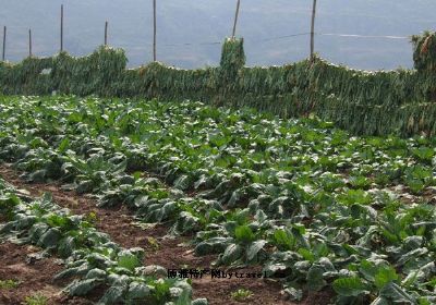 香龙大头菜，重庆合川特产香龙大头菜图文介绍