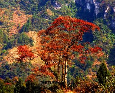 南川金佛山银杏图文介绍