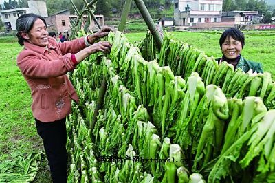 大足冬菜图文介绍