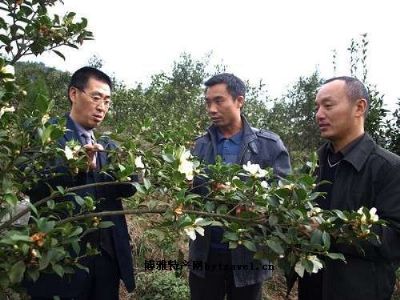 彭水油茶图文介绍