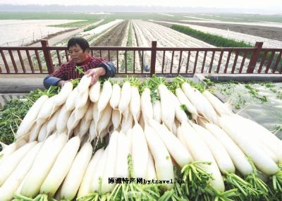 𥕢上萝卜，重庆北碚区特产𥕢上萝卜图文介绍