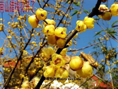 南山腊梅图文介绍