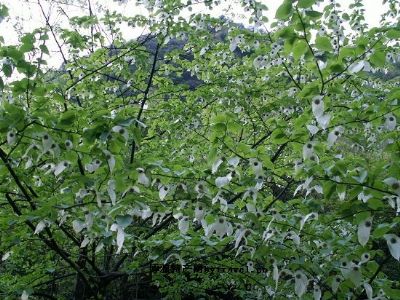 南川金佛山珙桐，重庆南川特产南川金佛山珙桐图文介绍