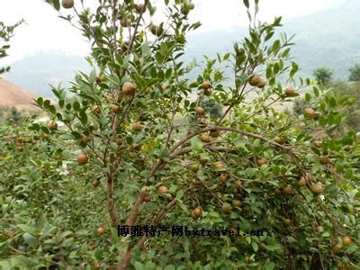 德化油茶图文介绍